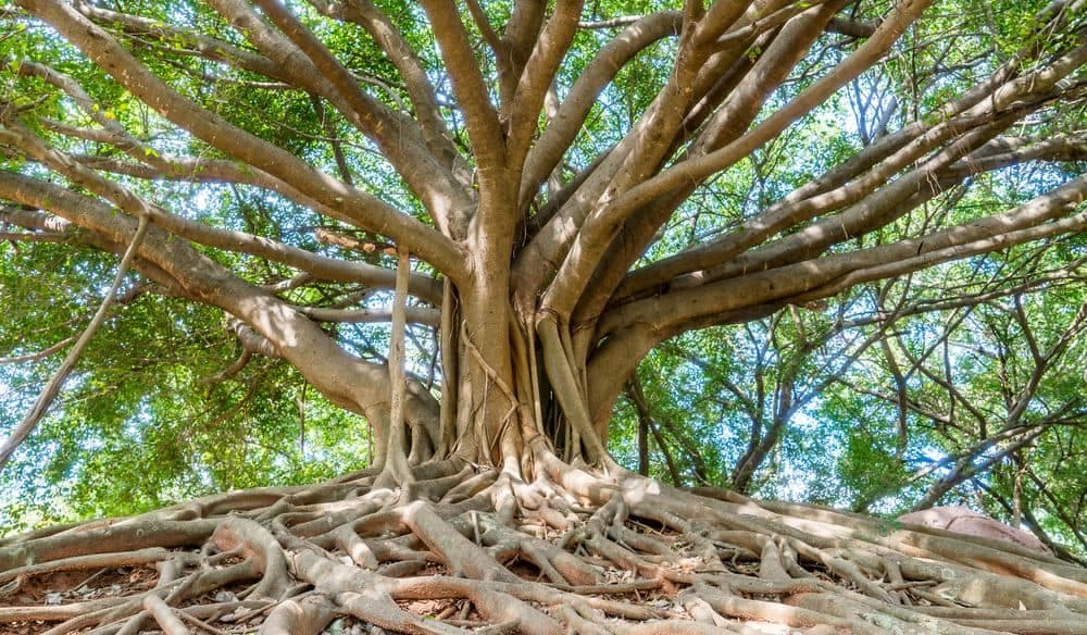 A majestic banyan tree.