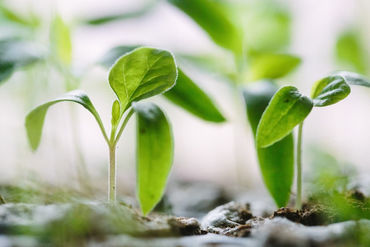 A close-up of a young green plant sprouting from the earth.