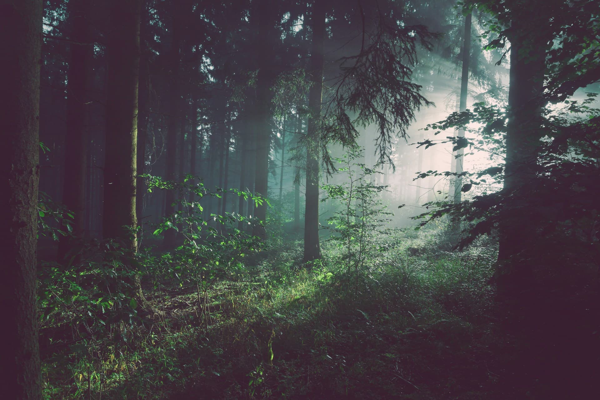 Sunlight filtering through a lush green forest canopy.