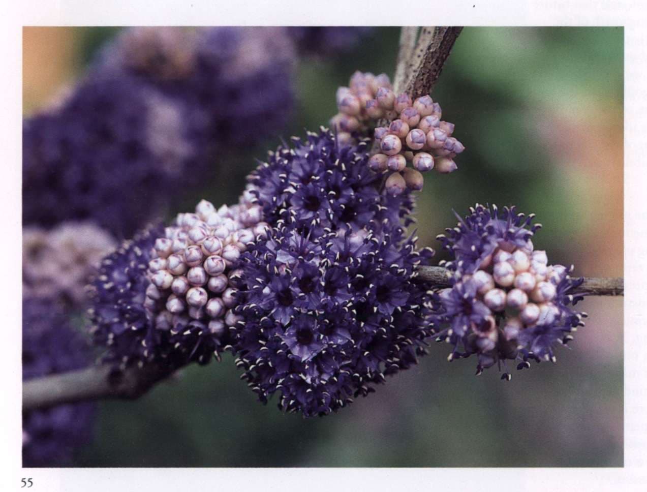A flower signifying 'The Golden Light'.
